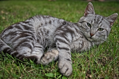 silver tabby kitten male cat in the grass stock photo picture and
