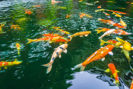 美しい鯉卓球の小さな川、東京都で日本の庭浅草観音の寺で緑の