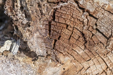 Old and decayed interface of a felled tree as a background
