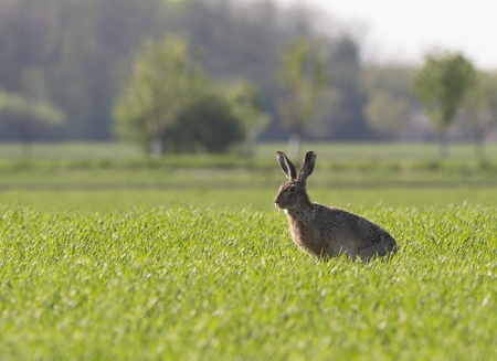 緑の草原のうさぎ の写真素材 画像素材 Image