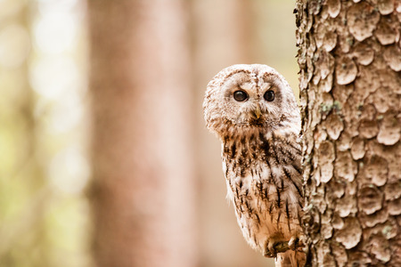 野生の赤ん坊のフクロウ の写真素材 画像素材 Image 野生の赤ん坊のフクロウ の写真素材 画像素材 Image