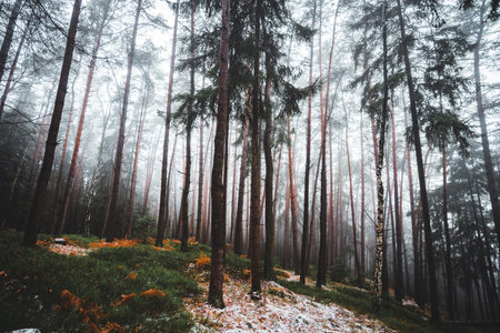 Late autumn in the forest with a bit of snow cold weather a path among tall trees prachovskã© skaly czech republic Stock Photo
