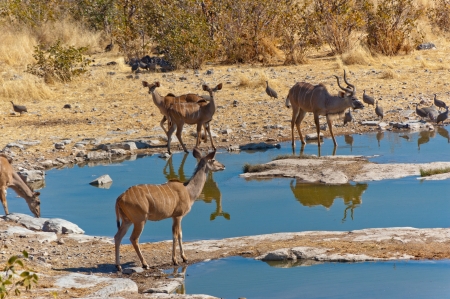 Kudu antelopes drinking from waterhole African nature and wildlife reserve, Etosha, Namibia Stock Photo