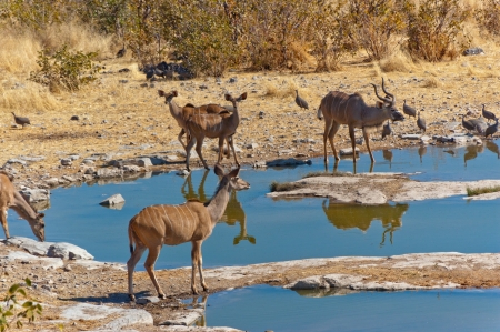 Kudu antelopes drinking from waterhole  African nature and wildlife reserve, Etosha, Namibia - 14789561