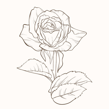 art, background, beautiful, beauty, bloom, blossom, bud, card, contour, day, decor, decoration, decorative, design, detailed, drawing, drawn, elegance, elegant, element, floral, flower, freehand, graphic, hand, illustration, image, ink, isolated, leaf, li Vector Illustration