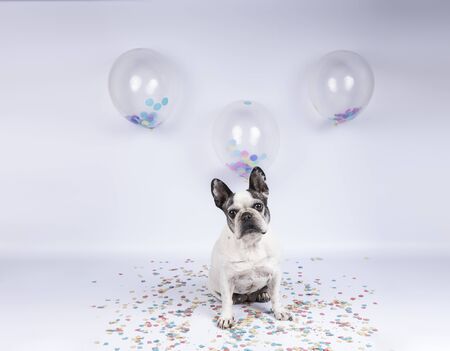 Older french bulldog celebrating birthday with balloons and confetti on white background