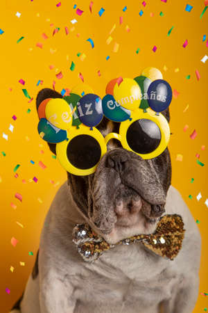 Funny portrait of french bulldog with happy birthday glasses and confettis on yellow background