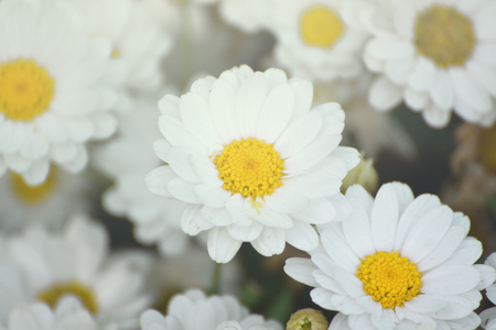 いくつかの白いマーガレットの花 デイジー ガーデン オープンの花びらと黄色の雄しべ 花の背景 の写真素材 画像素材 Image いくつかの白いマーガレットの花 デイジー ガーデン オープンの花びらと黄色の雄しべ 花の背景 の写真素材 画像素材 Image