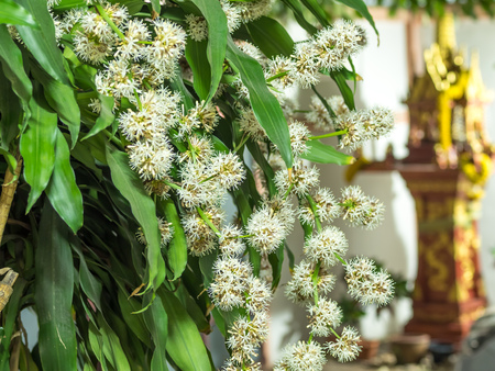 ケープオブグッド ホープ ドラセナ の花しか咲かない 夜には 幸運の家に住んでいるし 背景をぼかし いくつかの花粉に焦点を当てる占い 選択的 の写真素材 画像素材 Image