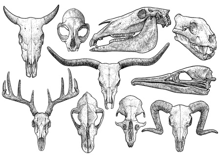 animal skull collection illustration drawing engraving ink