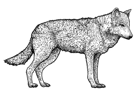 39 949 Wolf Vektorgrafiken Cliparts Und Illustrationen Kaufen 123rf