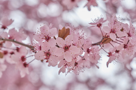 167380724-blossoming-prunus-