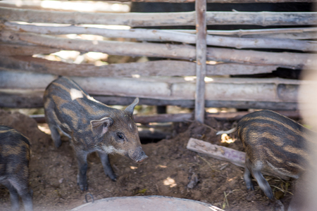 インドのイノシシとそのより大きいより鋭く注目とまっすぐ頭蓋骨 その小さく シャープな耳と全体的に軽いビルドによって欧州の対応は異なります の写真素材 画像素材 Image インドのイノシシとそのより大きいより鋭く注目とまっすぐ頭蓋骨 その小さく シャープな耳と全体的に軽いビルドによって欧州の対応は異なります の写真素材 画像素材 Image