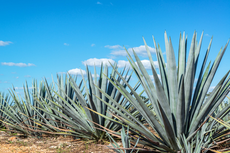 Blue agave plants in Mexico with a beautiful blue sky - 75707457