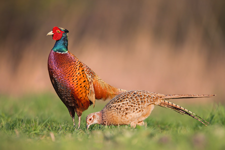 Male common pheasants, phasianus colchicus, displaying in front of female in spring mating season isolated on blurred background during golden hour with vivid contrast bright colors detailed close up. Фото со стока