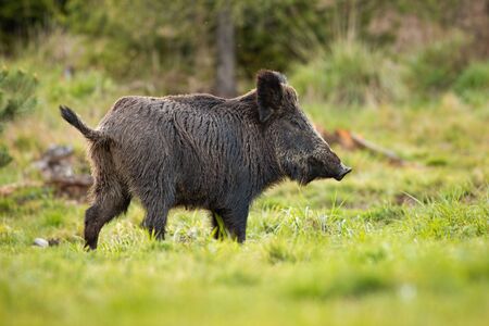 46 753 Sanglier Imagenes Y Fotos 123rf 46 753 Sanglier Imagenes Y Fotos 123rf