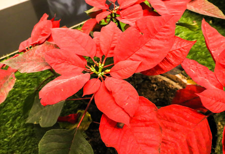 緑の草の上に咲く赤い葉クリスマスポインセチアの花のクローズアップ の写真素材 画像素材 Image 緑の草の上に咲く赤い葉クリスマスポインセチアの花のクローズアップ の写真素材 画像素材 Image