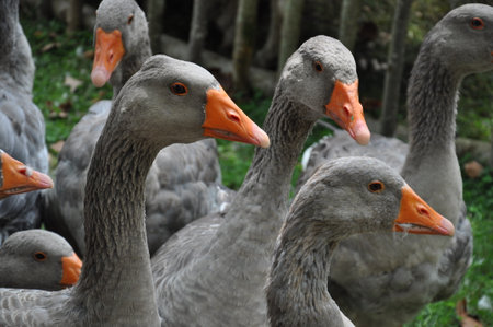 オレンジ色のくちばしを持つ灰色のガチョウ の写真素材 画像素材 Image