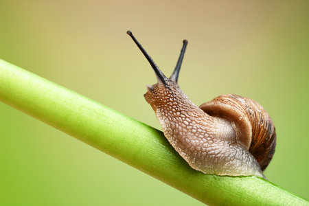 Common garden snail crawling on green stem of plant