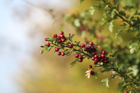 サンザシ サンザシ属 の赤い果実を熟し 食用 の写真素材 画像素材 Image サンザシ サンザシ属 の赤い果実を熟し 食用 の写真素材 画像素材 Image