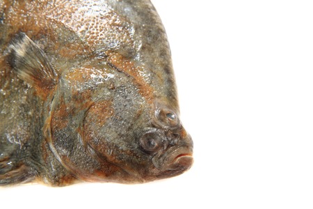 魚 白い背景の上のヒラメの顔 の写真素材 画像素材 Image 魚 白い背景の上のヒラメの顔 の写真素材 画像素材 Image