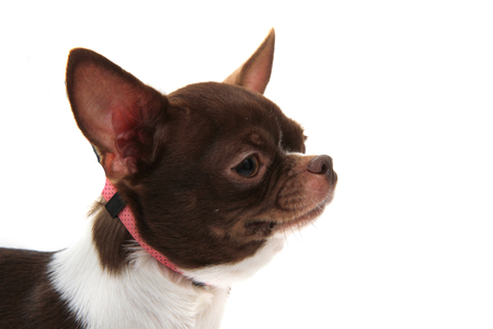 Brown Short Hair Chihuahua Isolated On The White Background Stock