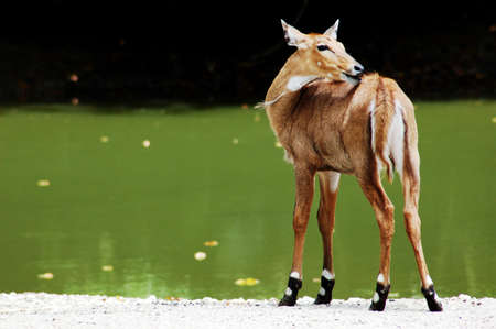 A spotted deer beside the pond Stock Photo
