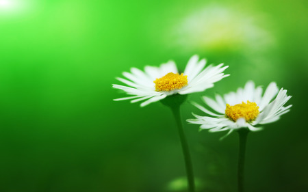 Bunch of white flowering daisies Фото со стока