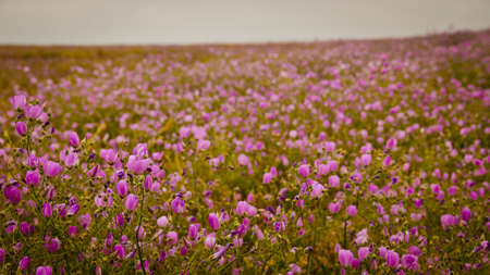 開花期間中にアタカマ砂漠の砂漠の花します の写真素材 画像素材 Image 開花期間中にアタカマ砂漠の砂漠の花します の写真素材 画像素材 Image
