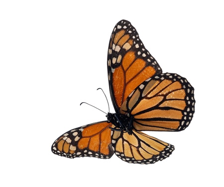 Monarch (danaus plexippus) underside
