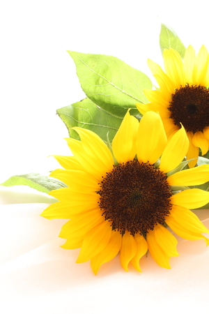 Sun flower: Sonnenblume für Sommer Hintergrund