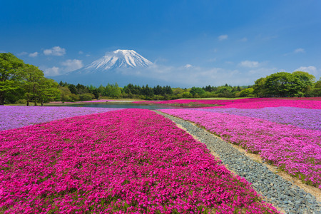 Fuji with pink moss or shibazakura Stock Photo