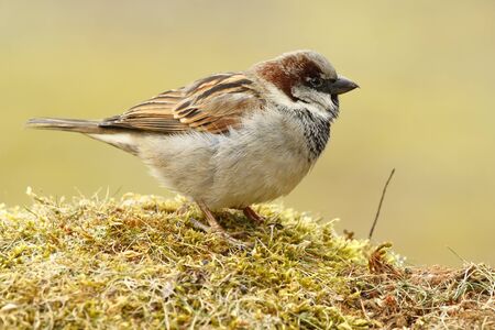 Sparrow (passer domesticus), perched on boil it