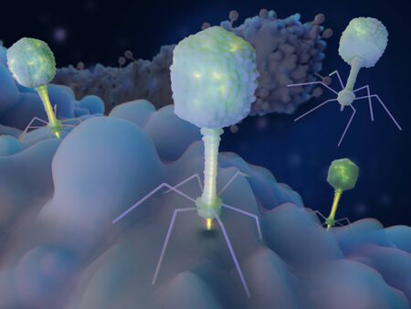 Phages inject their rna/dna in specific bacteria strains, replicate and burst out of them. phages are a possible therapy against multi-drug-resistant bacteria.
