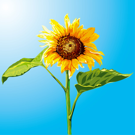 Sunflower - 3759253