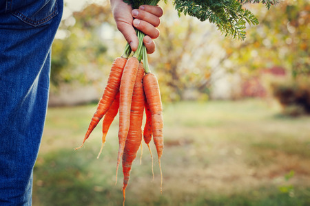 a carrot: Nông dân tay cầm một bó cà rốt hữu cơ tươi trong vườn mùa thu ngoài trời, hình ảnh săn chắc