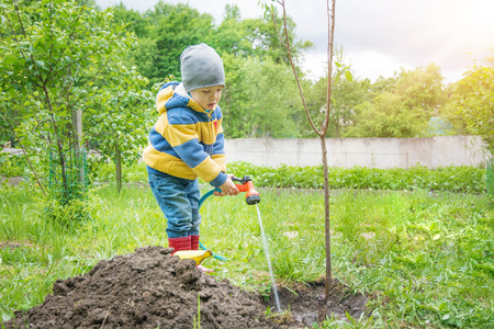 the little boy in the garden, watering the tree planted by strands of sapling from a hose, on a sunny day