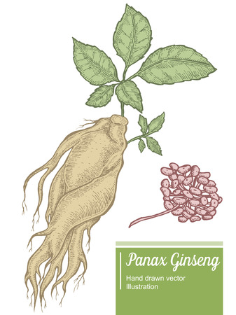 高麗人参根 葉 ベリー 白い背景で隔離の花 有機性中国 韓国ハーブ 手描きの背景イラストのイラスト素材 ベクタ Image 高麗人参根 葉 ベリー 白い背景で隔離の花 有機性中国 韓国ハーブ 手描きの背景イラストのイラスト素材 ベクタ Image