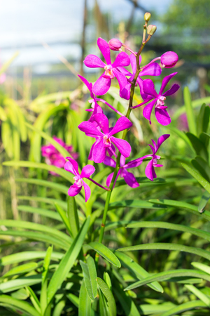モカラ ピンク カリプソ 美しいピンクの蘭の花 蘭農場 タイ の写真素材 画像素材 Image 7742