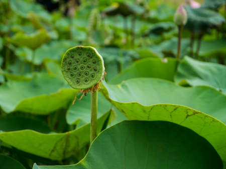 close up lotus seed pod on leaves background lotus or water stock