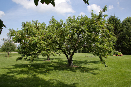 緑の果実と若い桃の木の果樹園の緑 の写真素材 画像素材 Image