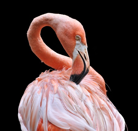Zwei Rosa Flamingo Machen Herz Mit Halsen Lizenzfreie Fotos Bilder Und Stock Fotografie Image 10093092