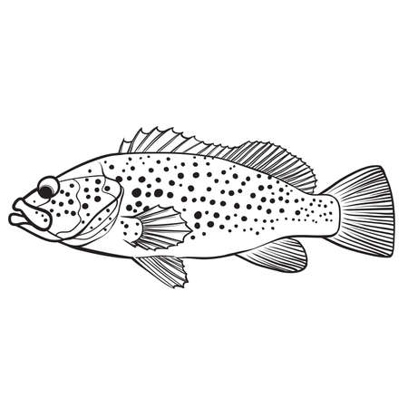 716 ハタの魚 のイラスト素材 ベクター 123rf 716 ハタの魚 のイラスト素材 ベクター 123rf