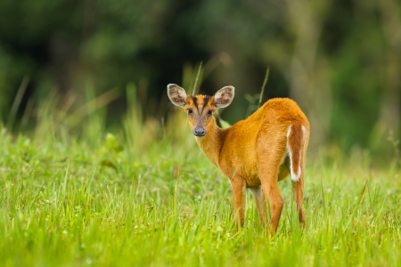 Barking deer stair at us in nature of Khao Yai National park, Thailand Stock Photo