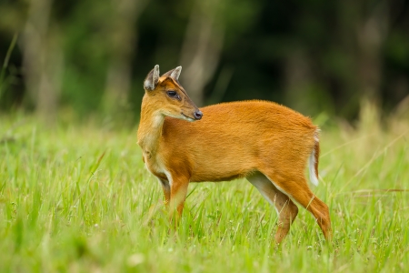 Barking deer in nature of Khao Yai National park, Thailand Stock Photo