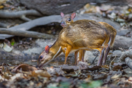 Couple of Male and Female Lesser Mouse Deer (Tragulus javanicus) drinking water in nature at Kaengkrajarn national park,Thailand