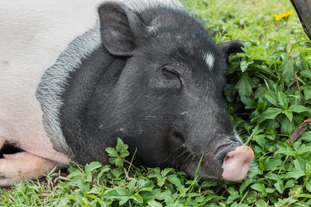 豚は 草食性の有蹄類のペアである動物です しかし よく 野生のイノシシの祖先として野生の動植物を食べる 豚では 胃や腸が長くより大きい植物 肉を消化しにくいために進化します の写真素材 画像素材 Image 豚は 草食性の有蹄類のペアである動物です しかし よく 野生のイノシシの祖先として野生の動植物を食べる 豚では 胃や腸が長くより大きい植物 肉を消化しにくいために進化します の写真素材 画像素材 Image