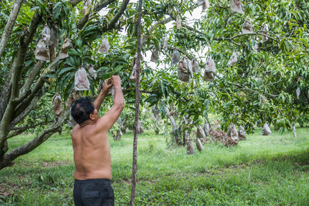 チャチェンサオ タイ 5 月 日 庭師は 農民の名前を知っていますか 海外への販売をエクスポートします 16 年 5 月 日チャチェンサオ タイで の写真素材 画像素材 Image