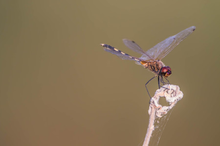 トンボは水に住んでいる昆虫の幼虫です 大人の生活の土地には 飛行する翼を持っています トンボは種類のステップとしてではない成長完璧です の写真素材 画像素材 Image トンボは水に住んでいる昆虫の幼虫です 大人の生活の土地には 飛行する翼を持っています トンボは種類のステップとしてではない成長完璧です の写真素材 画像素材 Image