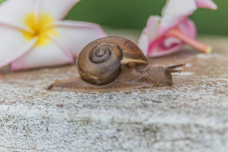 カタツムリは 無脊椎動物の分類です ダラスの朝の門 約中期石炭紀の鉄で生まれている生き物 の写真素材 画像素材 Image カタツムリは 無脊椎動物の分類です ダラスの朝の門 約中期石炭紀の鉄で生まれている生き物 の写真素材 画像素材 Image
